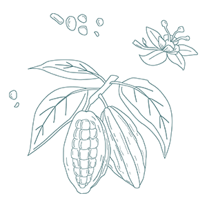 ilustración de un cacao