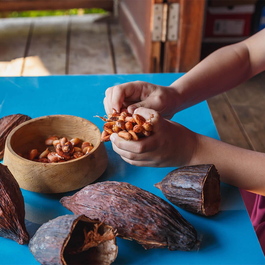 Mujer sacando frutos de cacao
